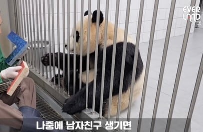 학구열높은 K-판다 푸바오 | 인스티즈