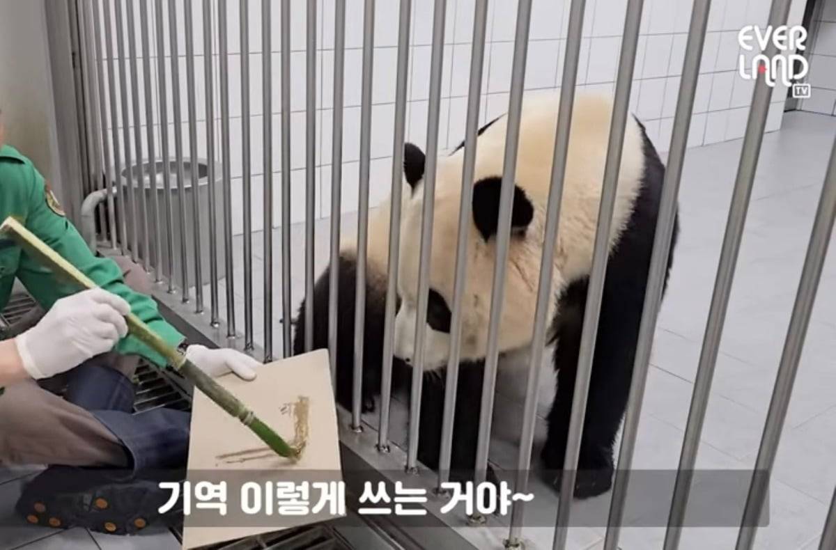 학구열높은 K-판다 푸바오 | 인스티즈