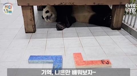 학구열높은 K-판다 푸바오 | 인스티즈