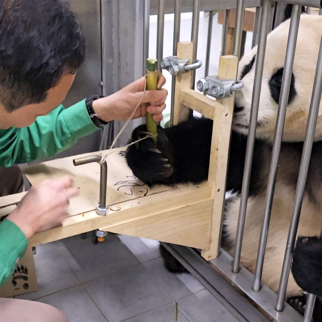 학구열높은 K-판다 푸바오 | 인스티즈