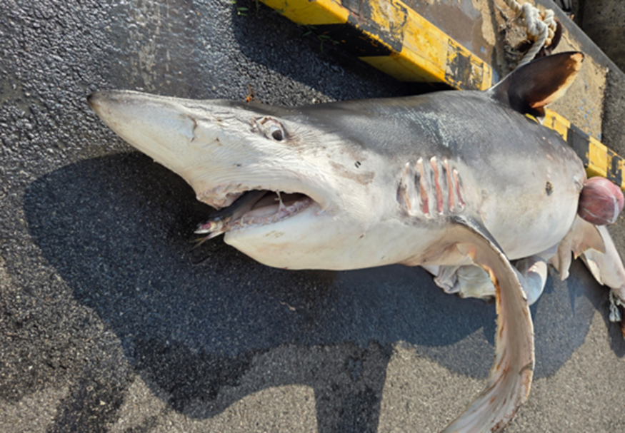 ㄴㅇㄱ하게 만드는 낚시하다가 경수진이 낚았다는 거…jpg (7)