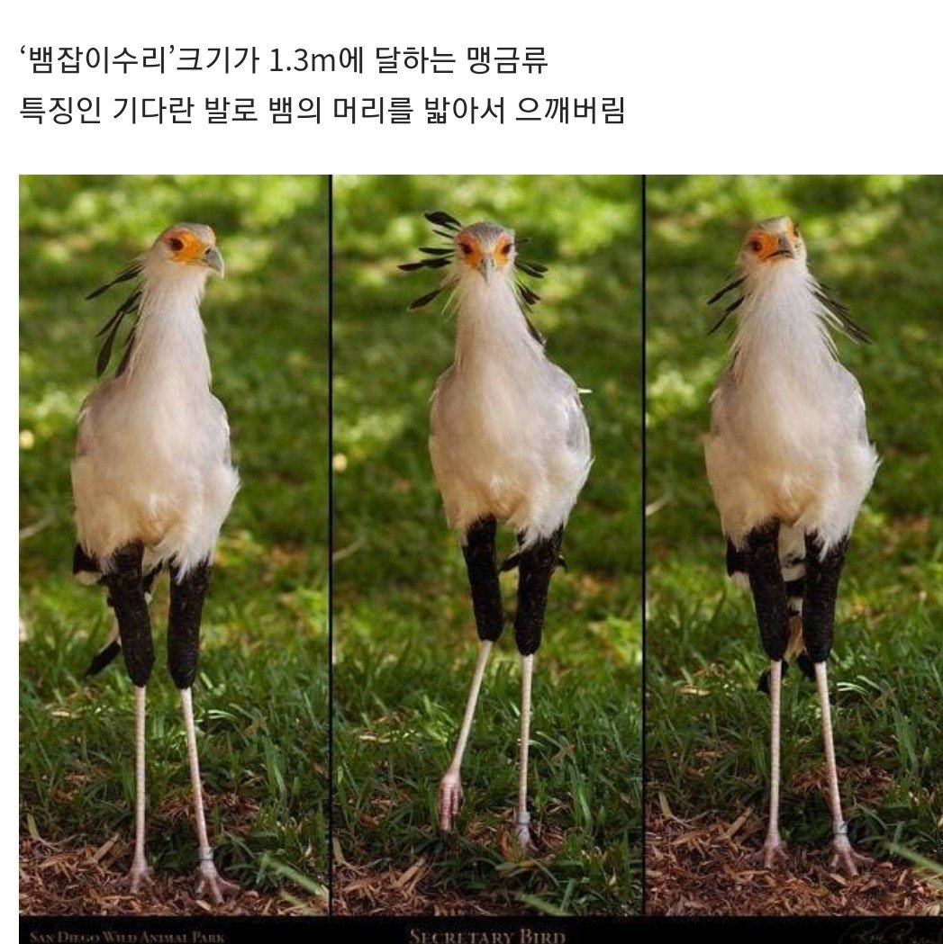 뱀 천적으로 알려진 동물 5.jpg