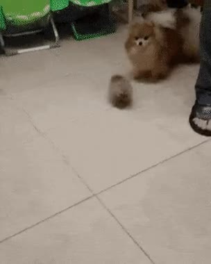 4df0b0932011ab928258bf6915cc0e0babebaff9.gif