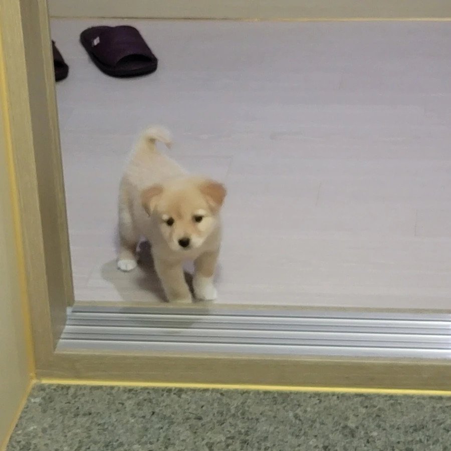 키우는 강아지가 롱다리가 되서 당황한 견주