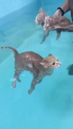 12111738f394a9285cca9f019c346709a521fb45.gif