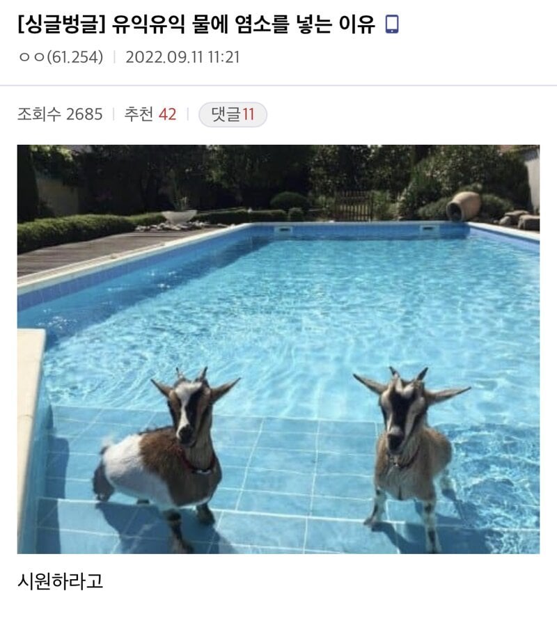 수영장 물에 염소를 넣는 이유