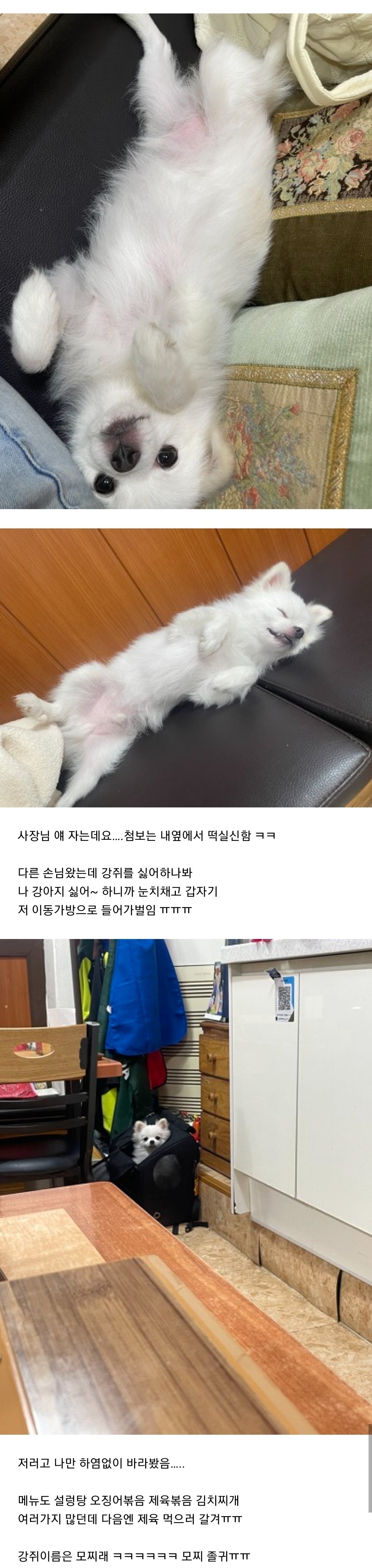 EDTmKP.jpg 오늘자 혼밥하면 댕댕이가 옆에 있어준다는 설렁탕집 후기 ㄷㄷㄷㄷ...JPG