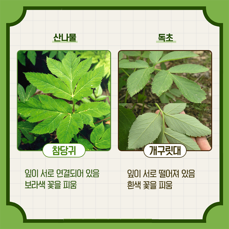 산림청에서 알려주는 헷갈리기 쉬운 산나물과 독초 구별법 - 꾸르