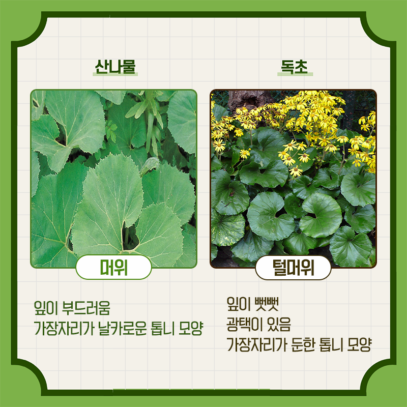 산림청에서 알려주는 헷갈리기 쉬운 산나물과 독초 구별법 - 꾸르