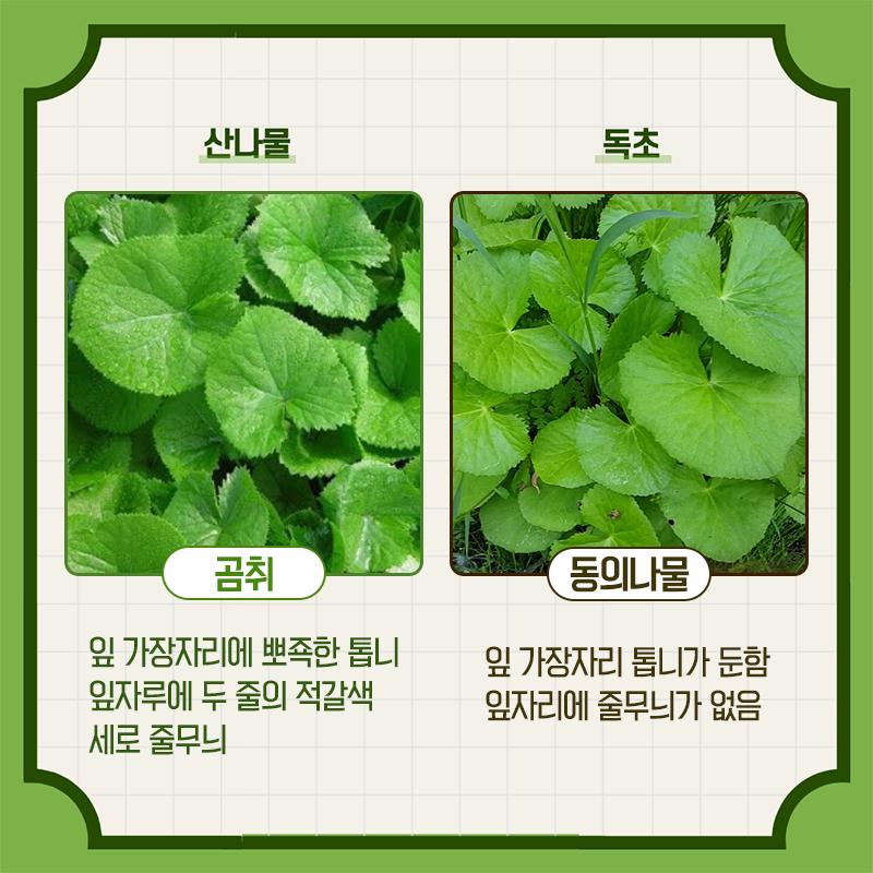 산림청에서 알려주는 헷갈리기 쉬운 산나물과 독초 구별법 - 꾸르