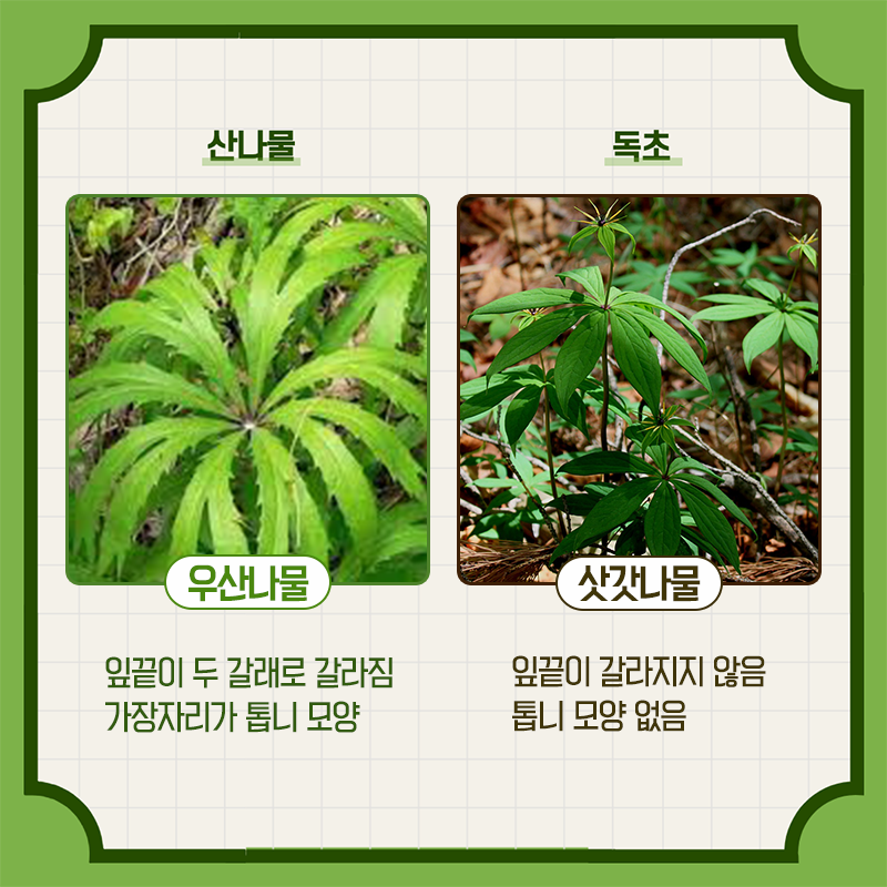 산림청에서 알려주는 헷갈리기 쉬운 산나물과 독초 구별법 - 꾸르