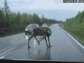 2171583951AED6F523.gif