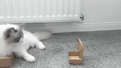 gif.gif