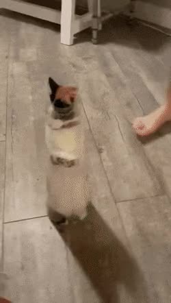 0318134716c958e02164e62253f737fc8b6ca048.gif