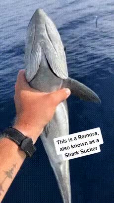 36F71408-ADE5-49F0-AD81-551F2CA9F4C7.gif