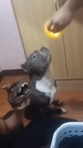 GIF 1-29(토) 오후 6-38-30.gif