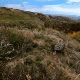 aa.gif