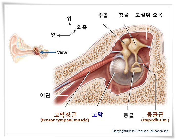 근육이 원인인 이명....? 큰 소리 나면 지지지지짖 거림 8번째 사진