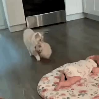 고양이의 소개.gif