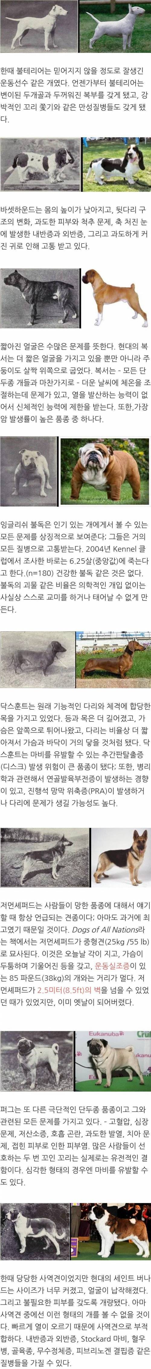 IMG_4741.jpeg 개량된 개들의 모습