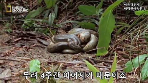전설적인 색욕의 동물