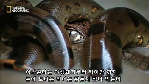 전설적인 색욕의 동물