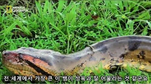 전설적인 색욕의 동물