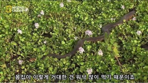 전설적인 색욕의 동물
