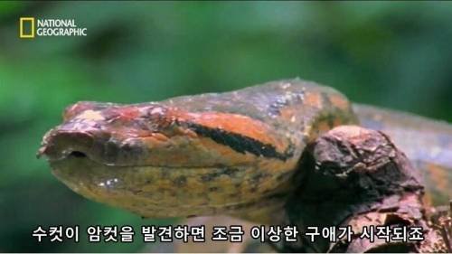 전설적인 색욕의 동물
