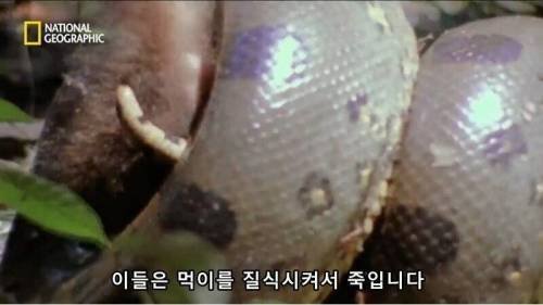 전설적인 색욕의 동물
