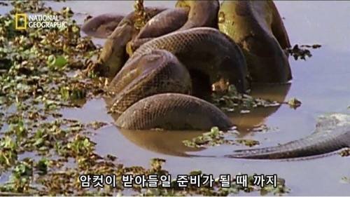 전설적인 색욕의 동물