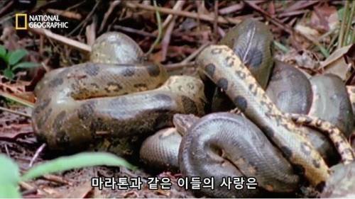 전설적인 색욕의 동물