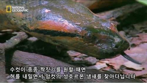 전설적인 색욕의 동물