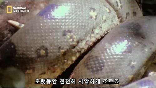 전설적인 색욕의 동물