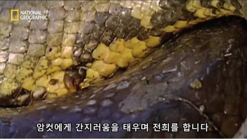 전설적인 색욕의 동물