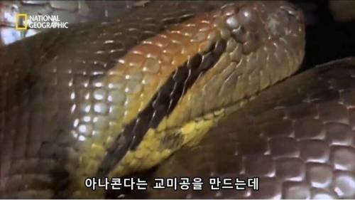 전설적인 색욕의 동물