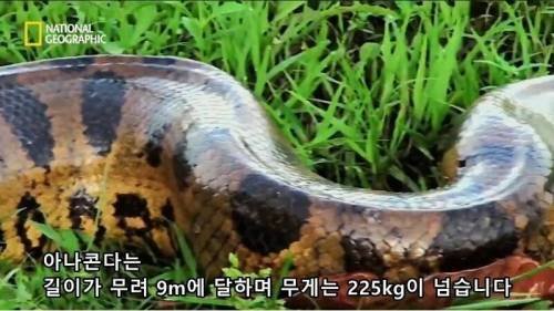 전설적인 색욕의 동물