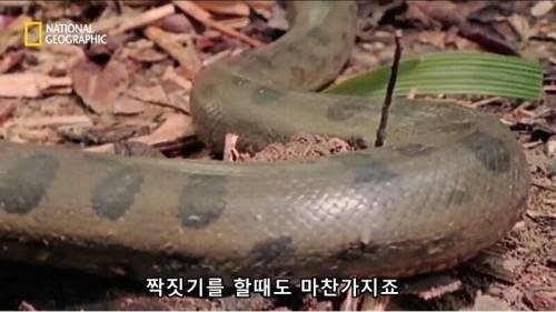 전설적인 색욕의 동물