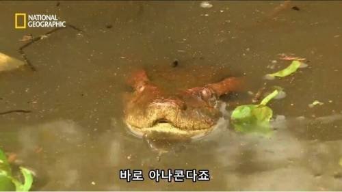 전설적인 색욕의 동물