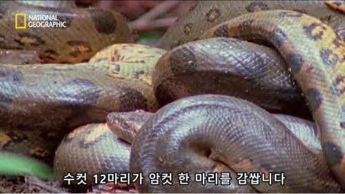 전설적인 색욕의 동물
