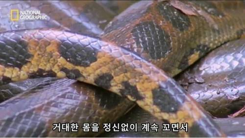 전설적인 색욕의 동물