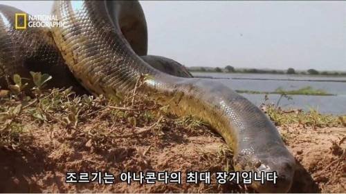 전설적인 색욕의 동물