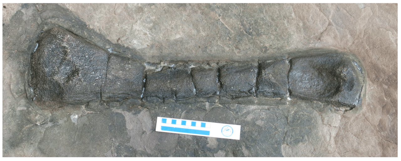 fossils-01-00006-g003.webp.ren.png 캄보디아에서 최초로 발견된 공룡 화석