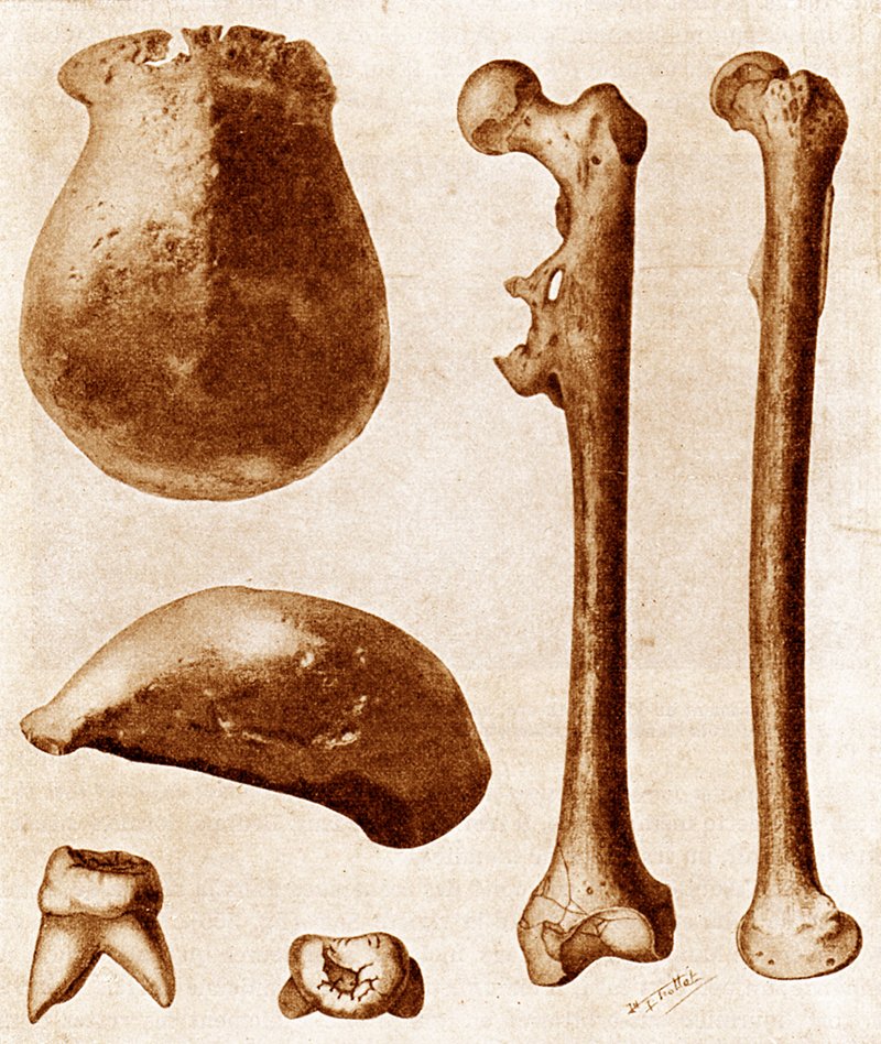Pithecanthropus-erectus.jpg