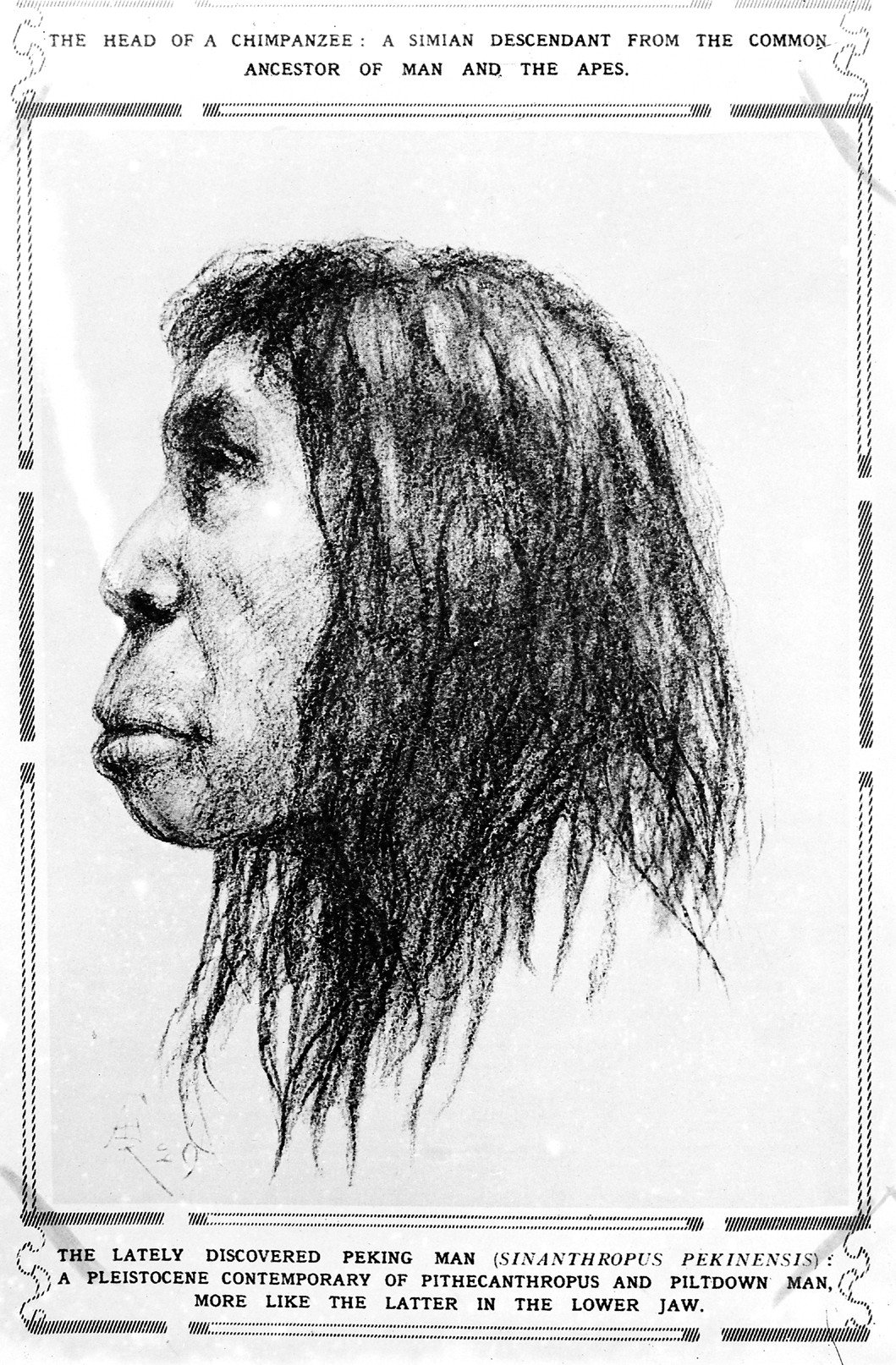 Illustration_of_Peking_Man_(Sinanthropus_Pekinen_Sis)_Wellcome_M0001113.jpg