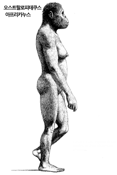 ustralopithecusafricanus.png