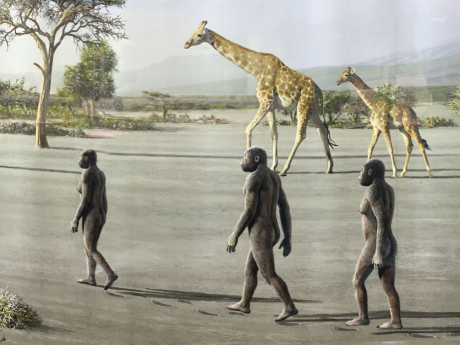 image.png 370만년 전 시멘트에 발자국 남기기(Laetoli Footprints)