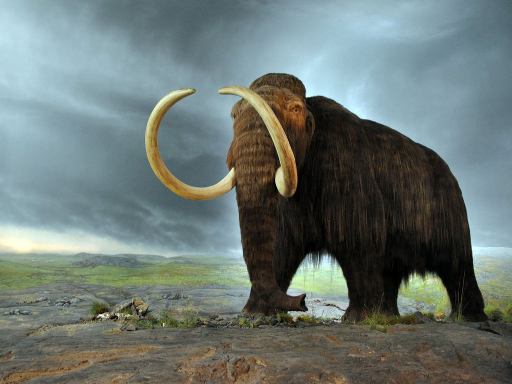 woolly_mammoth_web.jpg