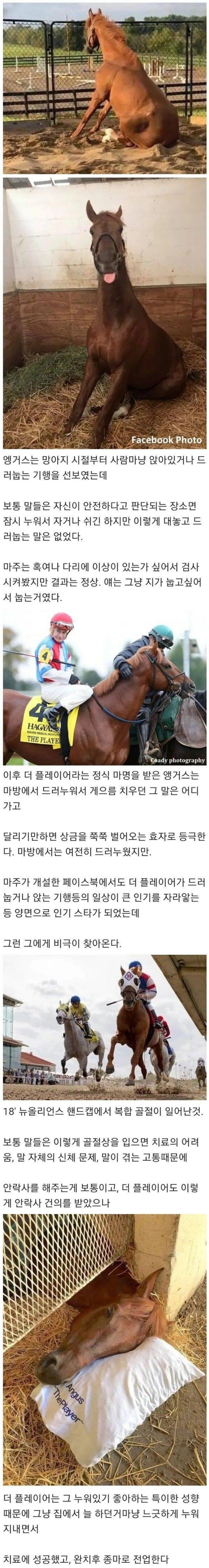 평소 습관때문에 안락사 당할 위기를 피한 경주말.png.jpg