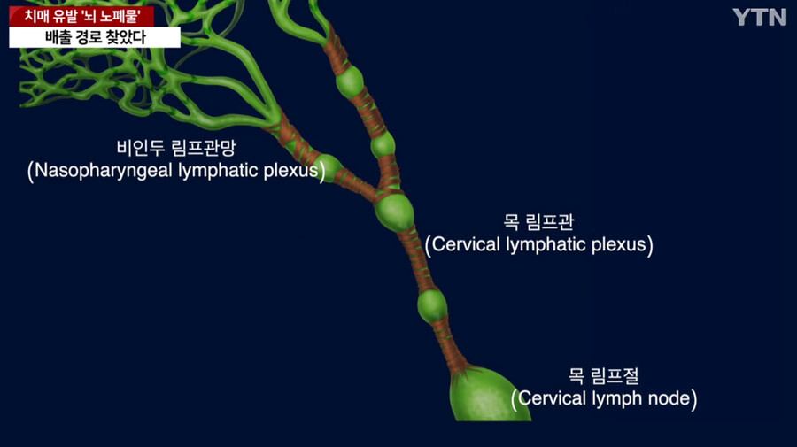 image.png 국내에서 세계최초로 "치매 유발 뇌 노폐물 배출 경로" 찾았다
